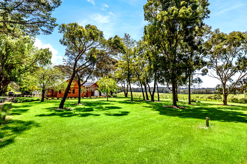 The Vines Main Ridge