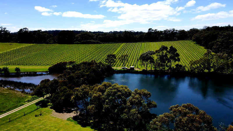 The Vines Main Ridge