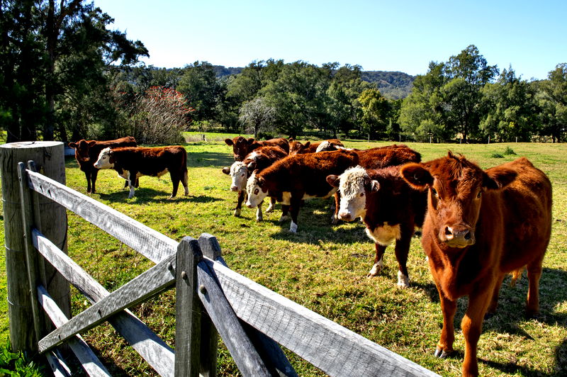 Lawndale - Charming Farm Stay