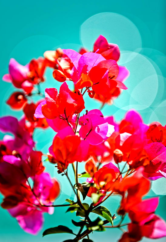 Aqua (With Car Parking)