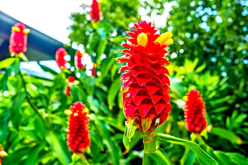 Turquoise (Heated Pool)