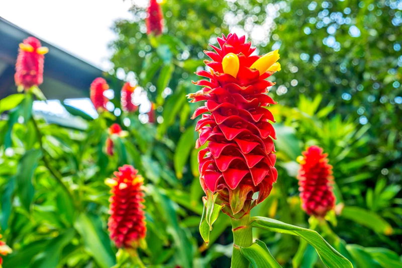 Turquoise (Heated Pool)