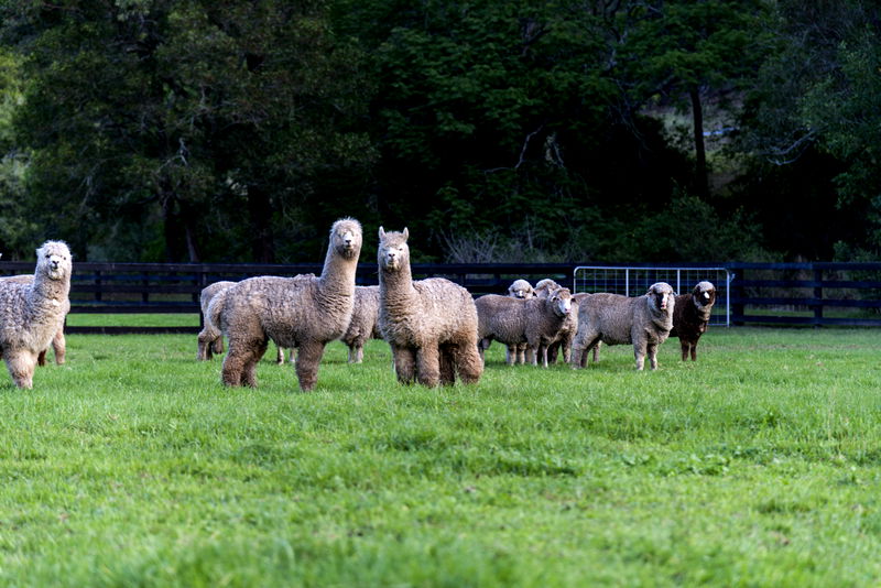 Sweven Estate (With Car Park)