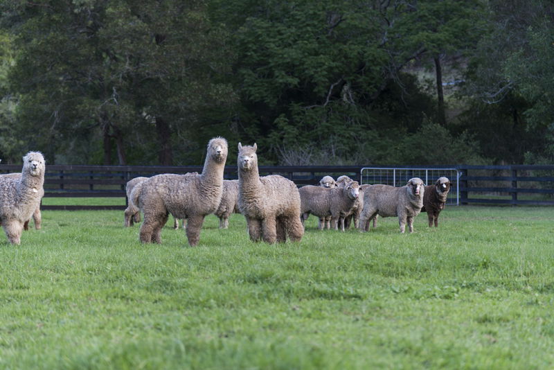 Sweven Estate (With Car Park)