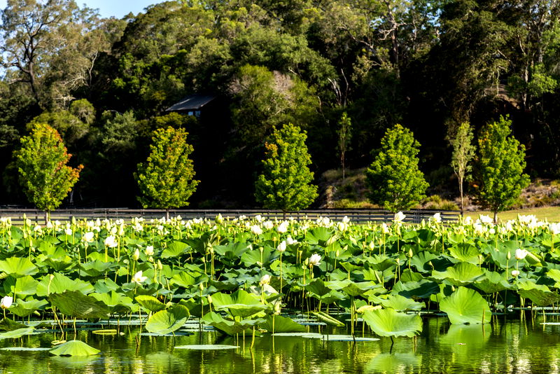 Sweven Estate (With Car Park)