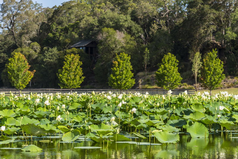 Sweven Estate (With Car Park)