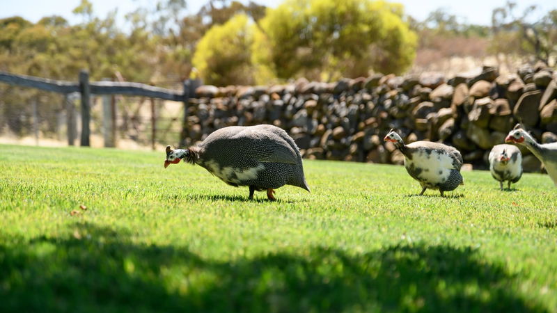 Fassway Farm (Heated Pool)