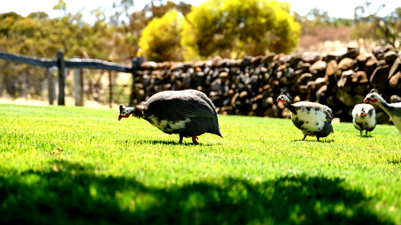 Fassway Farm (Heated Pool)